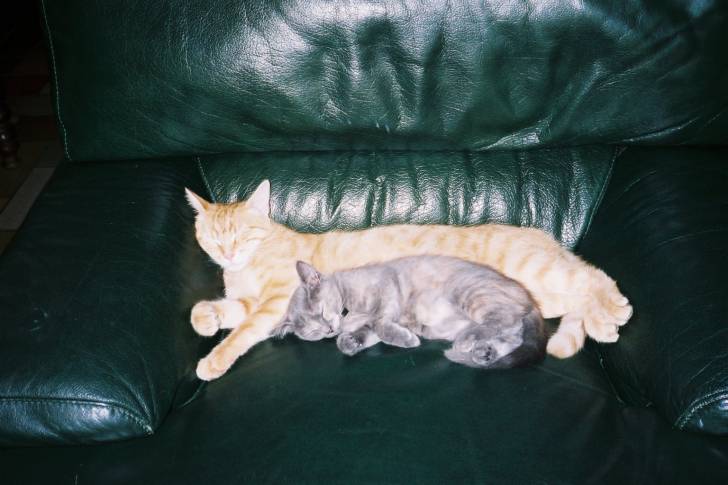 Le chat Michel et son petit, Louloute -