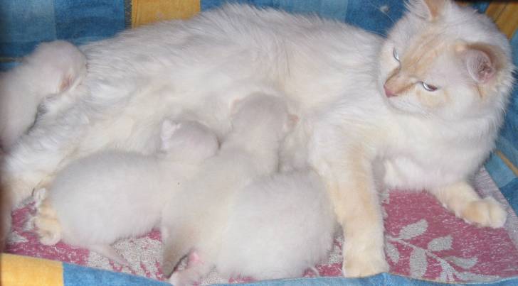 Mes amours ixixix de chats -