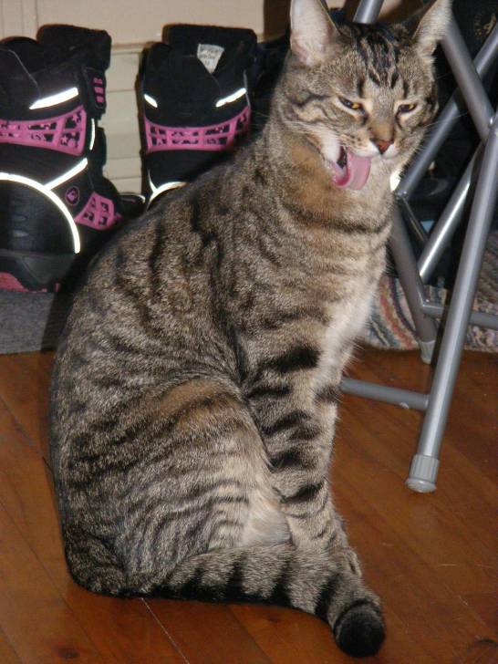 Chat propre??? -