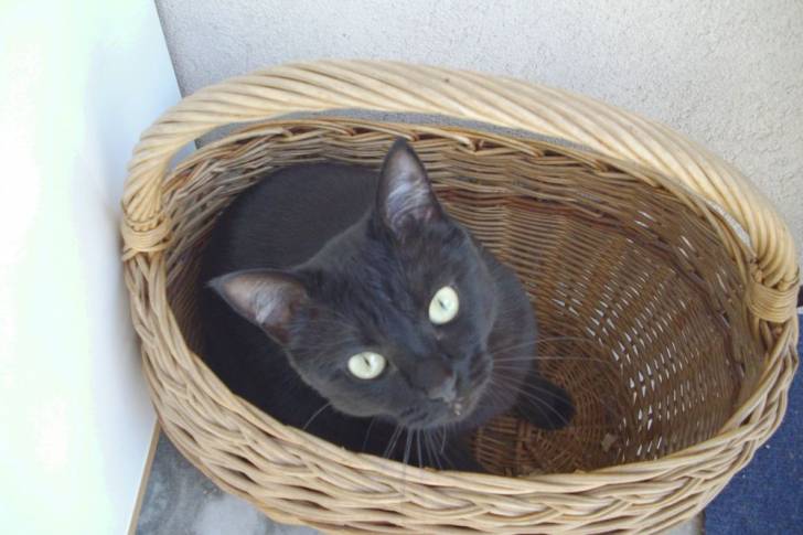Maya dans le panier en osier sur le balcon -