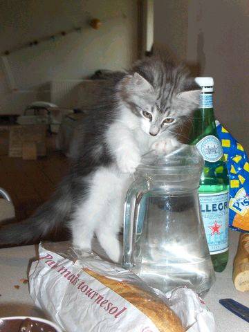 Boire au pichet -