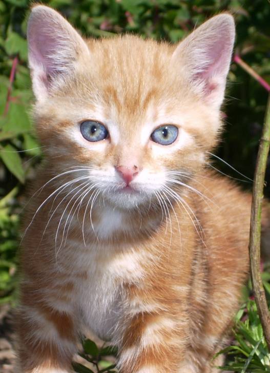 Leo - (1 mois)
