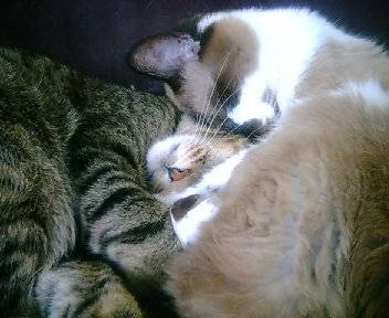 Bambou et tigrou -