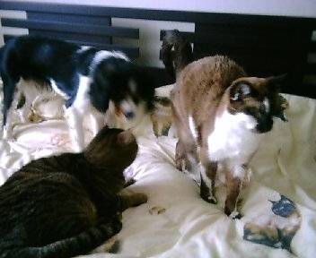 Mes 3 amours sur le lit -