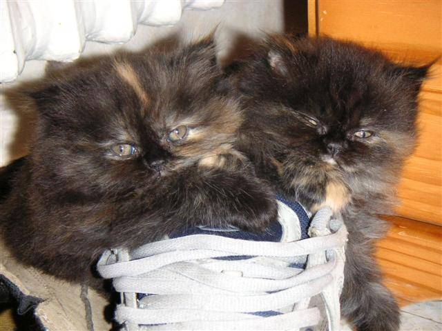 Arobase et Antin?a dorment dans les chaussures -