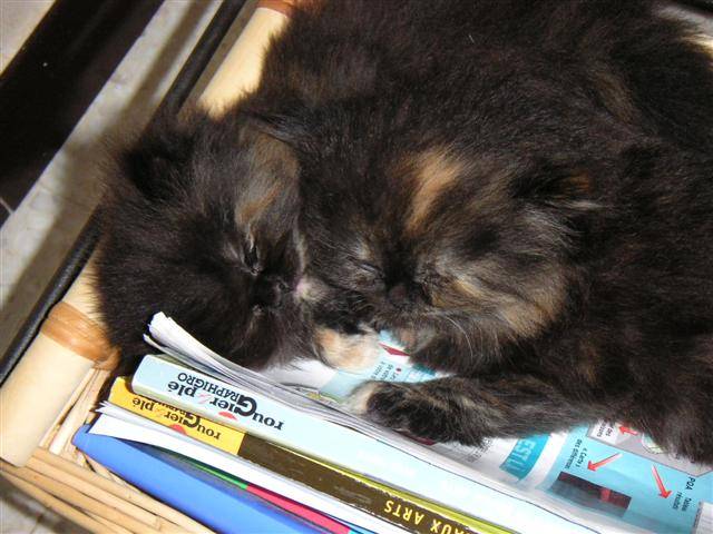 Antin?a et Arobase dorment aussi sur les magazines -