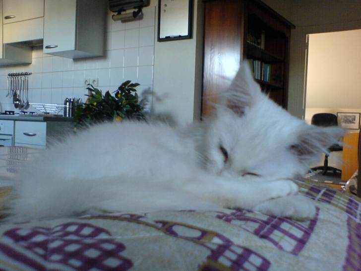 Maïlo -