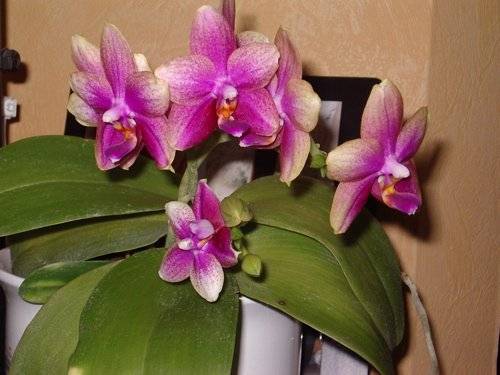Orchidées -