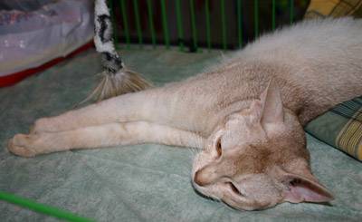 Uk tr?s stress?e dans sa cage -