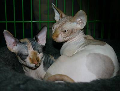 Les sphynxettes de Catou -