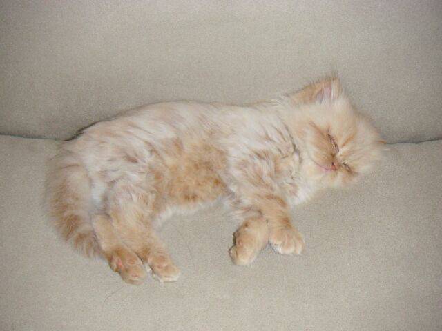 Vroutille dort. -