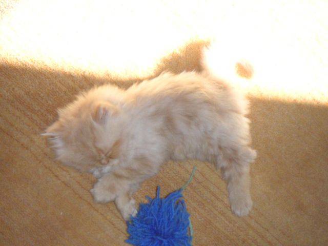Chut, il dort... -
