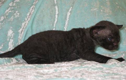 Velvety Night, 18 days -