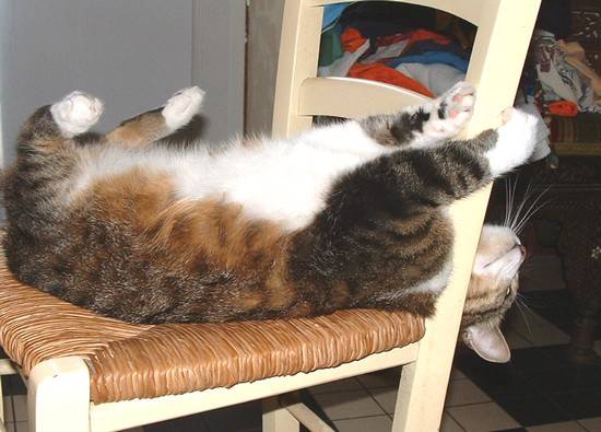 Toujours pur goutti?re ! -