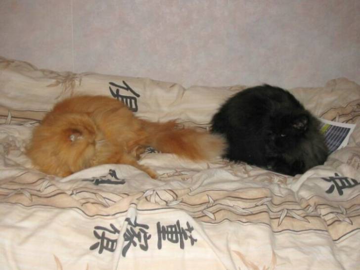 Tassili et Tao. -