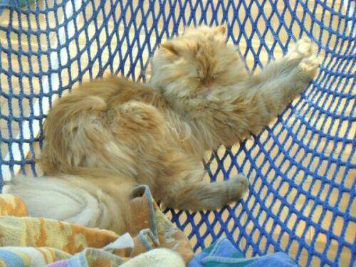 Tassili sieste dans le hamac -