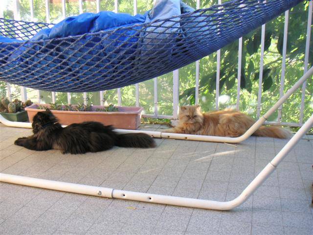 Tassili et Tao prennent le soleil -