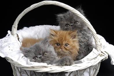 Mes 3 amours -