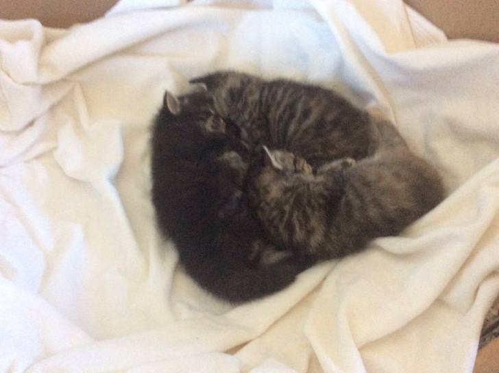 Chatons 1 mois - Mâle (1 mois)