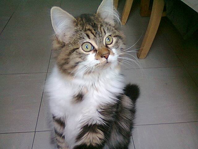 Maya - (2 ans)