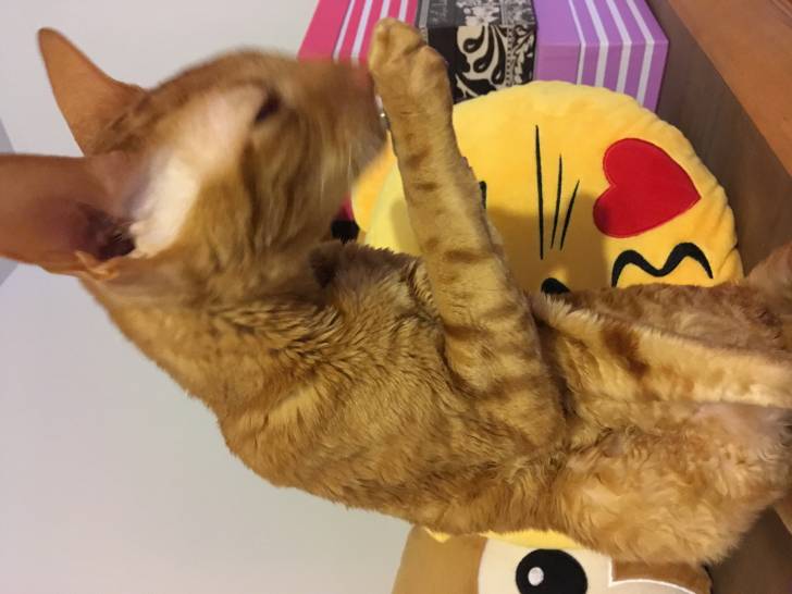 Moumou - Mâle (2 ans)