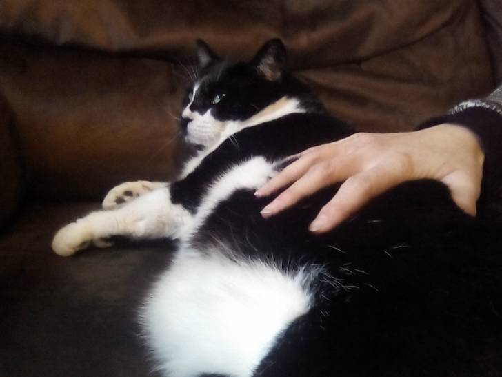 Minette - (5 ans)