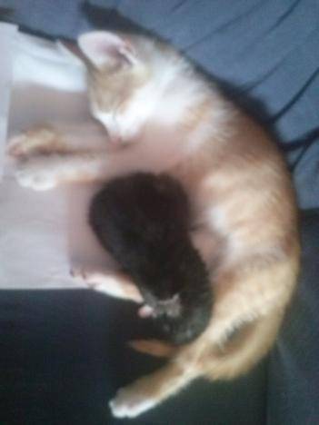 Sam und Hope -