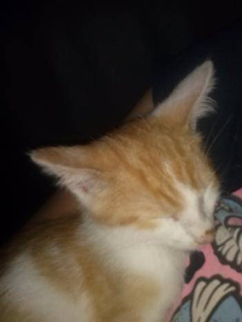 Sam - Mâle (7 mois)