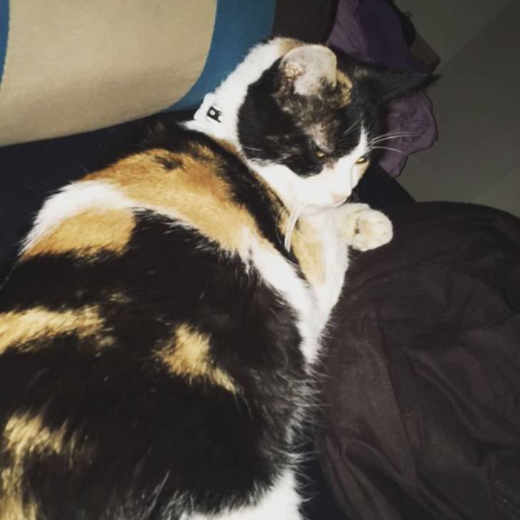Calypso - (7 ans)