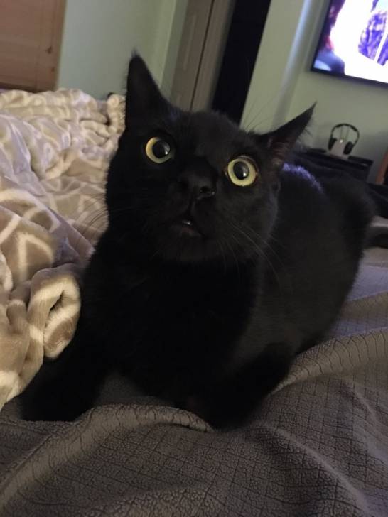 Clementine - (3 ans)
