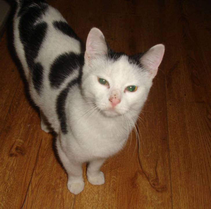 Lady-Bug - (6 ans)