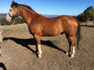 Cowboy - Mâle (8 ans)