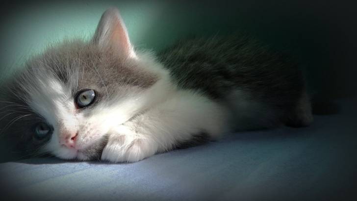 Chaton - Mâle (2 mois)