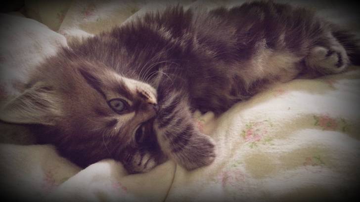 Chaton - Mâle (2 mois)