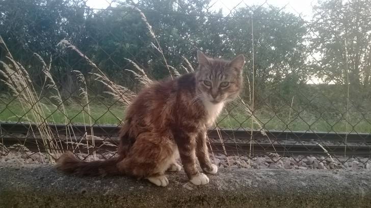 Minette - (Autre)