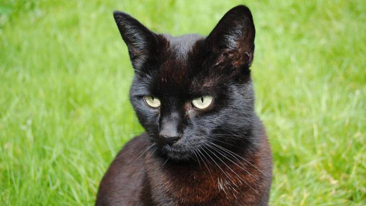 Fox - Mâle (3 ans)