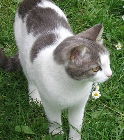 Roush - Mâle (3 ans)
