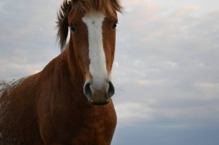 Renato - Mâle (3 ans)