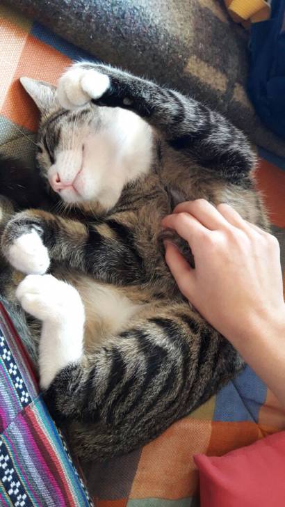 Indio - Mâle (2 ans)