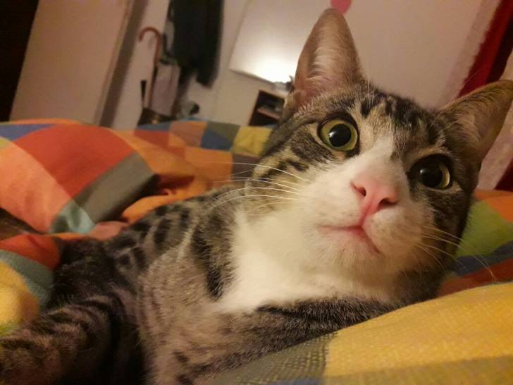Indio - Mâle (2 ans)
