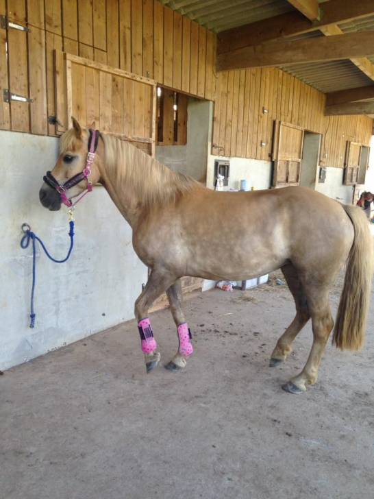 Comtesse - (8 ans)