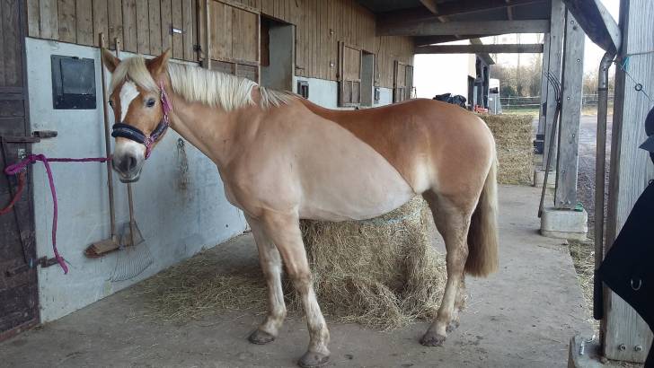 Comtesse - (8 ans)
