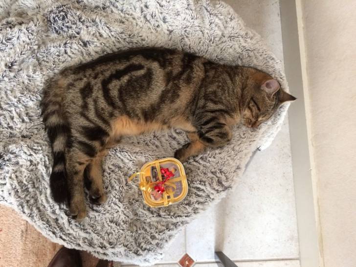 mon petit chat - (1 an)