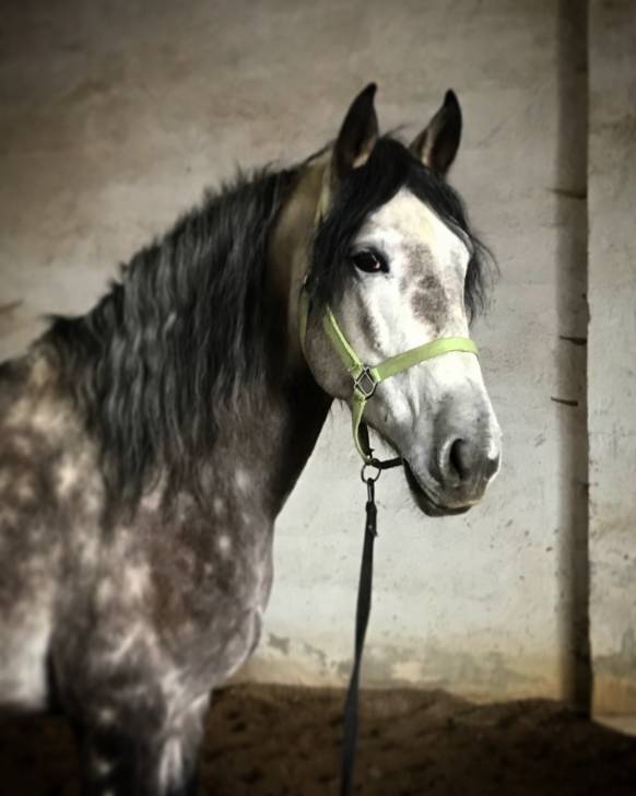 Ganador - Mâle (5 ans)