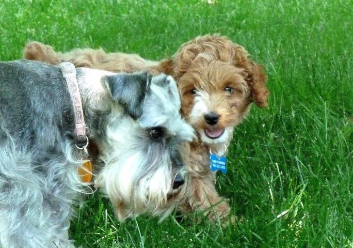 Nissa & Mulligan - (11 ans)
