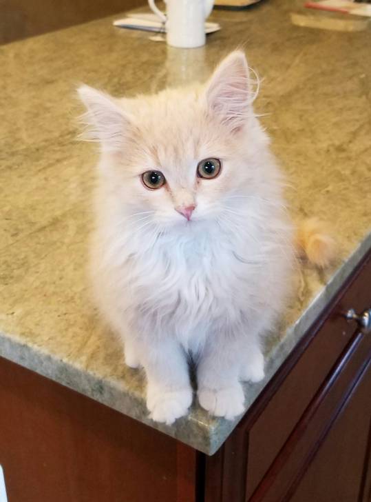 Snowy - (10 mois)