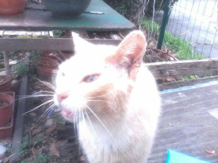 rouquin - Mâle (14 ans)