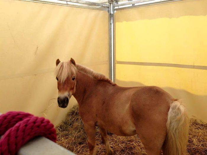nestoria - (8 ans)