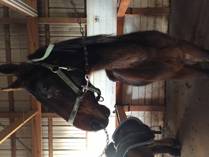 Rascal aka Holly Holy Eyes - Mâle (14 ans)