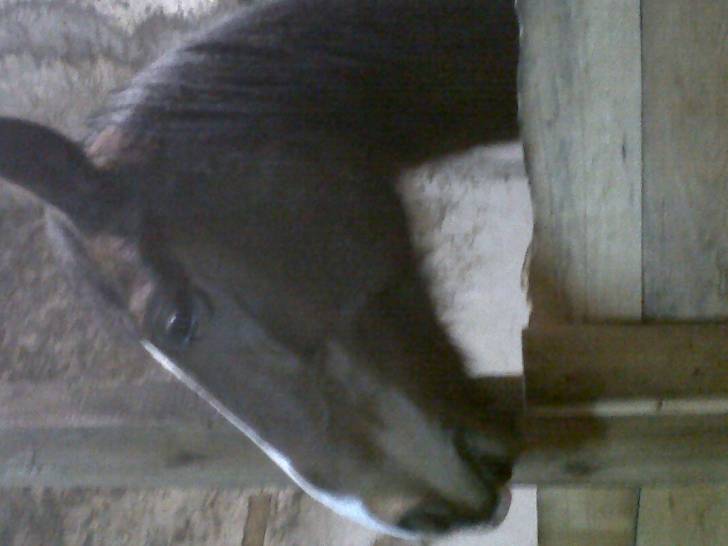 ogo magic - Mâle (13 ans)